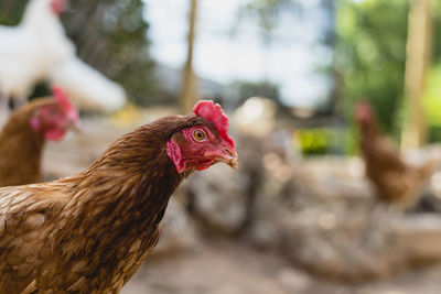 Close-up of rooster