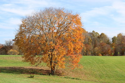 Trees on field against sky during autumn