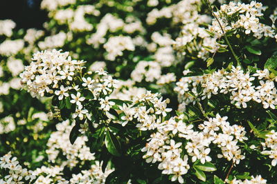 Close-up of white flowering plants on field