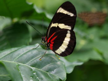 Close-up of butterfly on leaf