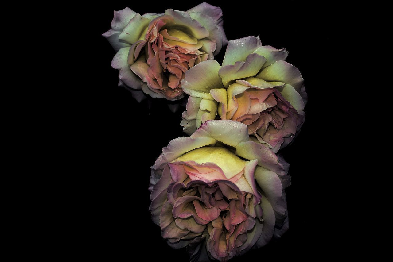 CLOSE-UP OF ROSE FLOWER AGAINST BLACK BACKGROUND