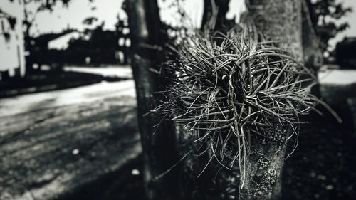 Close-up of plant on tree trunk