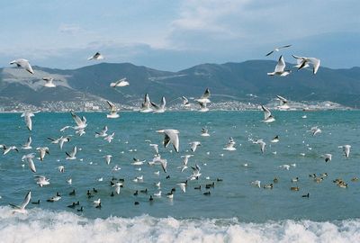 Seagull flying over sea