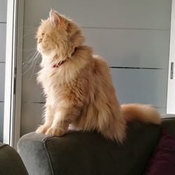 View of cat sitting on top of couch