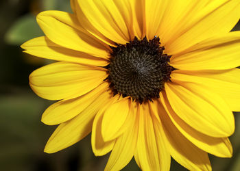 Bright yellow . prairie sun flower . frontal close up