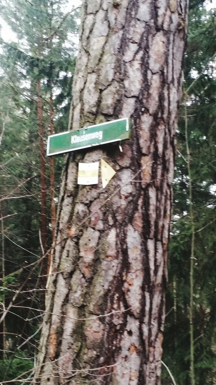 tree, tree trunk, forest, branch, growth, wood - material, text, nature, low angle view, close-up, focus on foreground, communication, western script, textured, day, bark, woodland, outdoors, no people, hanging