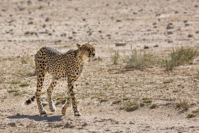 Full length of a cat