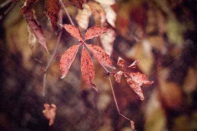 Close-up of red maple leaves