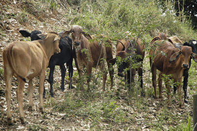 Horse grazing on field