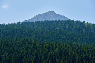 Scenic view of pine trees against sky