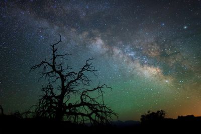 Silhouette bare tree against starry sky