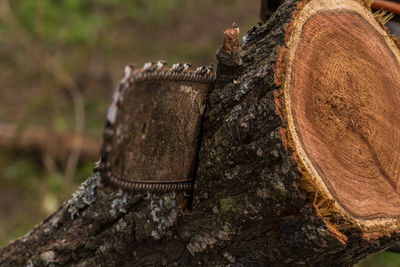 Close-up of chainsaw in wood