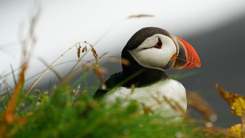 Close-up of duck