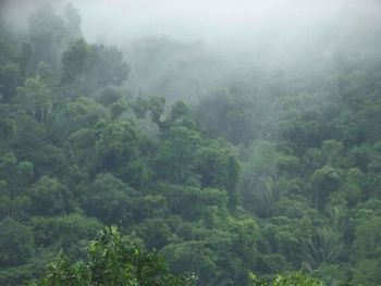 Scenic view of forest in foggy weather