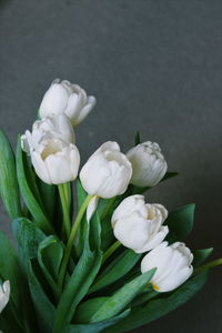 Close-up of white flowers