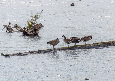 Flock of birds on beach