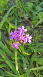 Close-up of purple flowers blooming outdoors