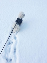 Dog on snow