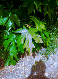 High angle view of insect on plant