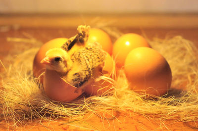 Close-up of birds in nest