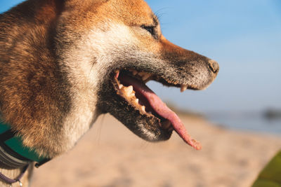 Close-up of a dog