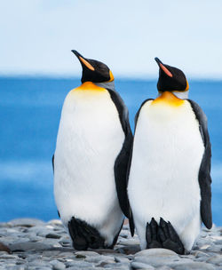 View of penguins against the sky