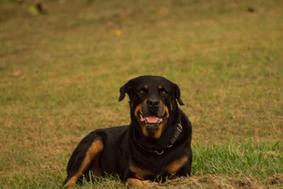 Portrait of dog sitting on field