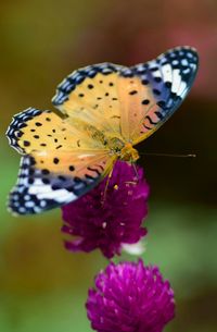 Close-up of butterfly pollinating on purple flower