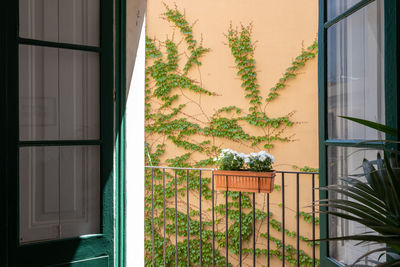 View from interior to a small balcony with fence and home flowers with ivy wall at the background