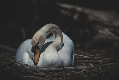 Close-up of swan in nest