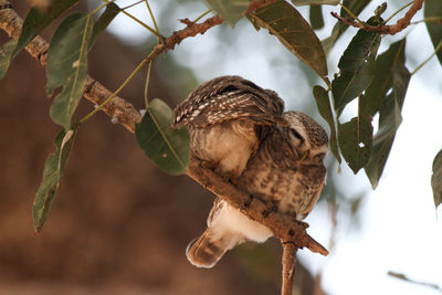 Low angle view of birds perching on tree