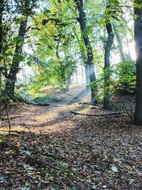 Plants and trees in forest during autumn