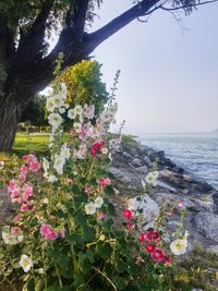 Close-up of pink flowers in water