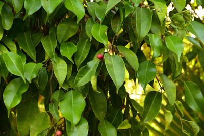 Close-up of fresh green leaves