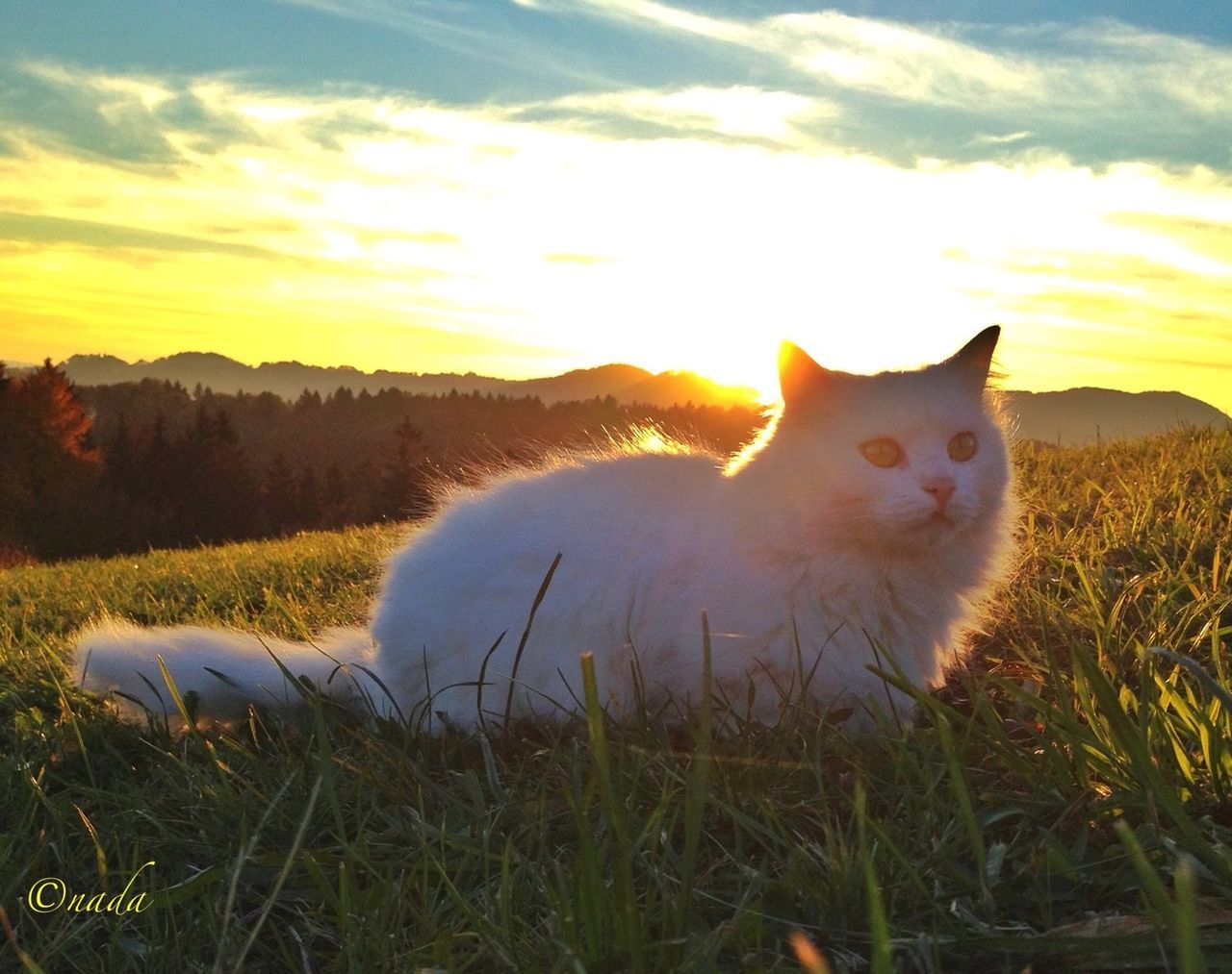 domestic animals, animal themes, mammal, pets, one animal, grass, sky, field, sunset, domestic cat, cloud - sky, grassy, nature, cat, landscape, feline, plant, cloud, beauty in nature, no people