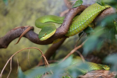 Close-up of snake