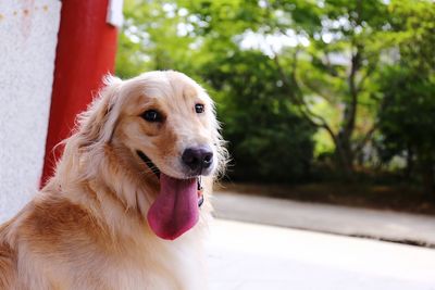 Close-up of dog looking away