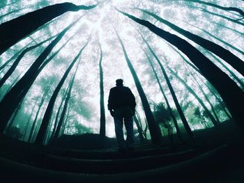 Rear view of silhouette man standing by tree in forest