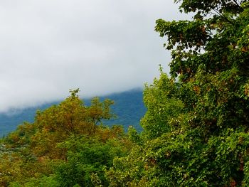 Trees on mountain against sky