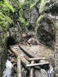 View of wooden logs in forest