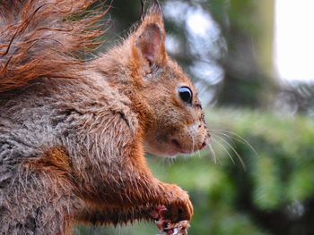 Close-up of squirrel on tree