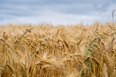 Close-up of wheat field