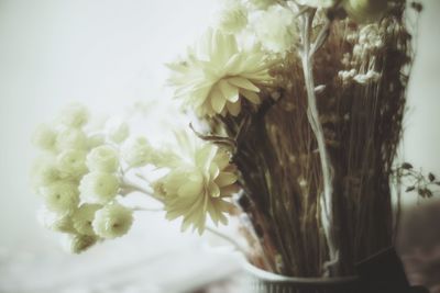 Close-up of white flowering plant in vase