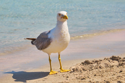 Seagull perching on a beach