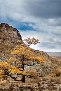 Scenic view of landscape against sky during autumn