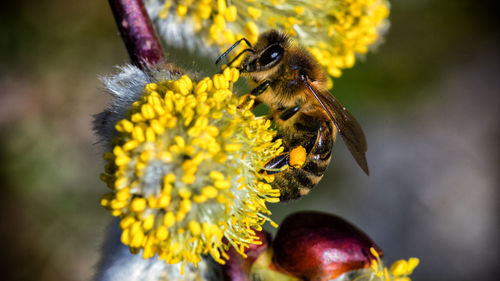 Close-up of bee pollinating on flower