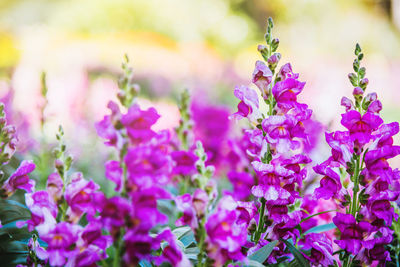 Close-up of pink flowering plant