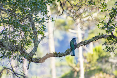 Low angle view of bird perching on tree