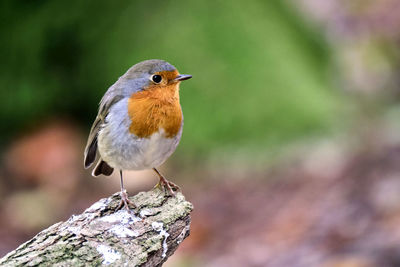 Close-up of bird perching on wood