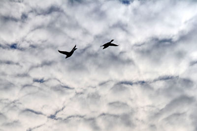 Low angle view of birds flying in sky